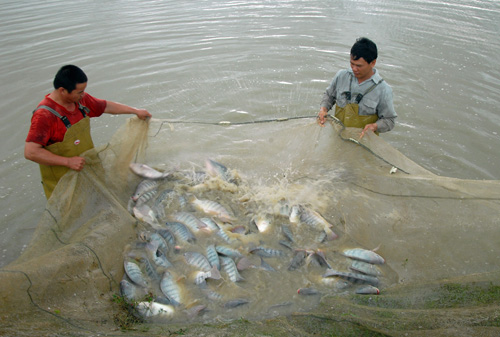 Tiềm năng xuất khẩu cá rô phi 